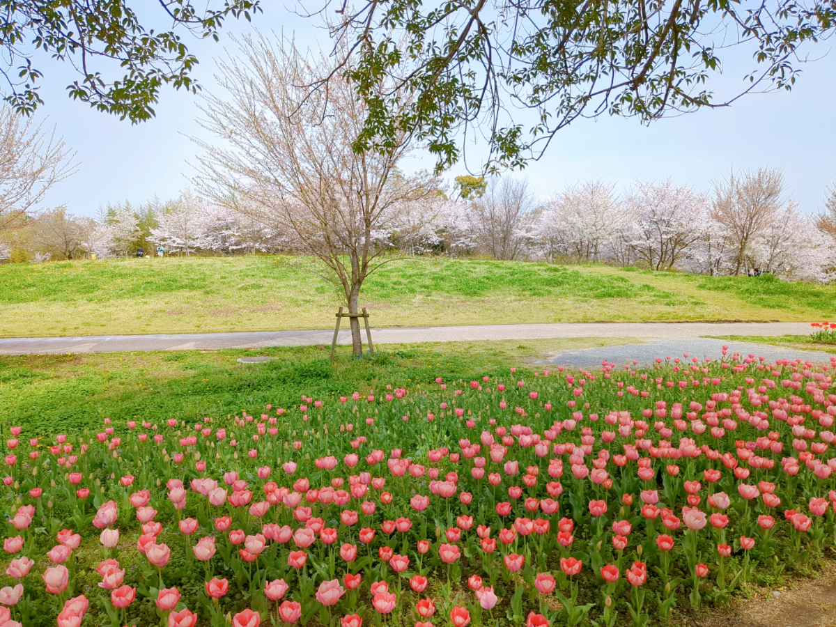 馬見丘陵公園　チューリップフェア